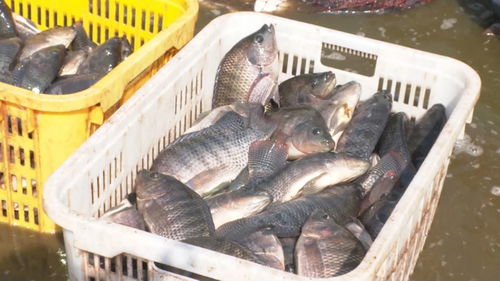 景洪內陸水產養殖 水上春耕按下加速鍵，產銷一體化激活新動能