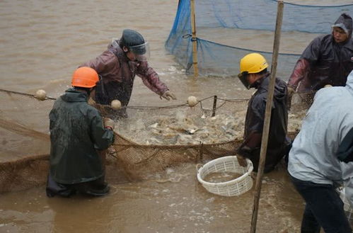 珠海金灣區黃鰭鯛滯銷問題緩解，內陸水產養殖銷售助力市場回暖